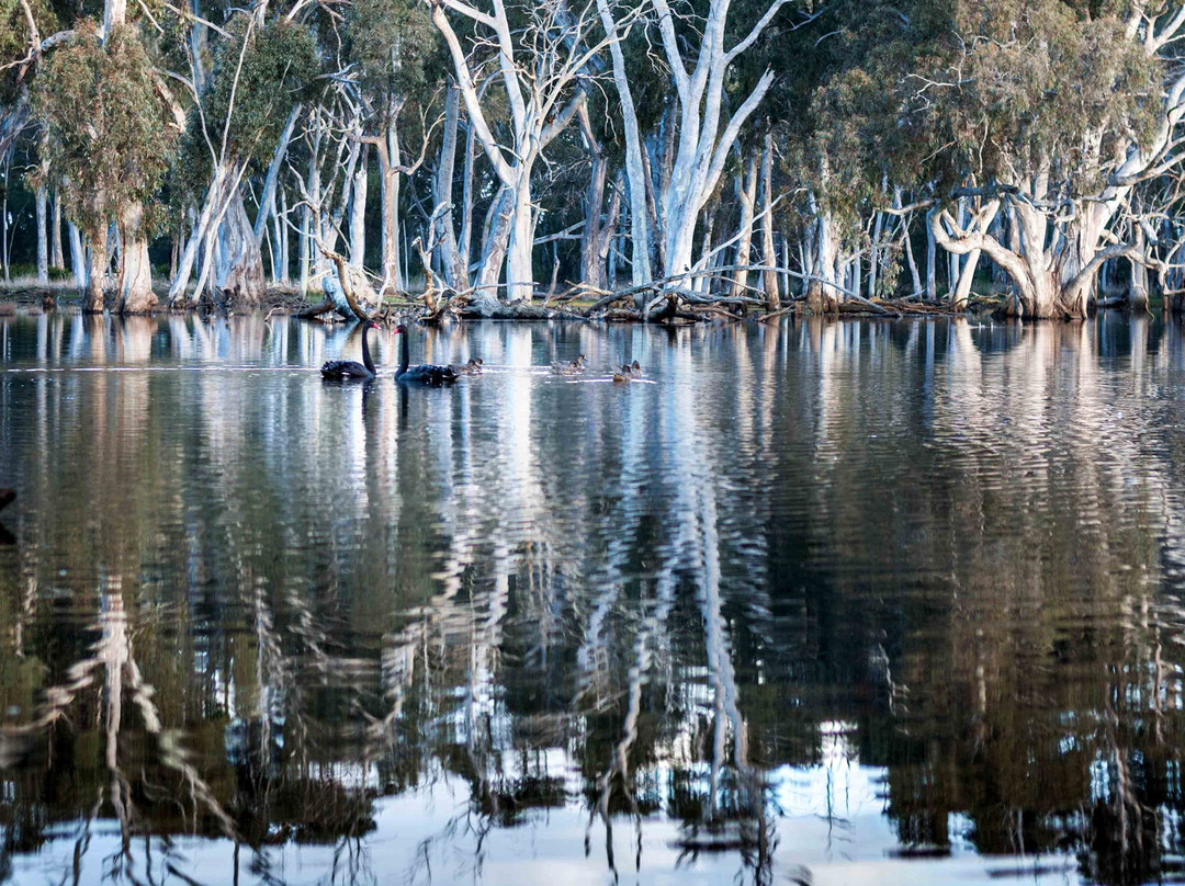 Duck Lagoon-袋鼠岛必去景点