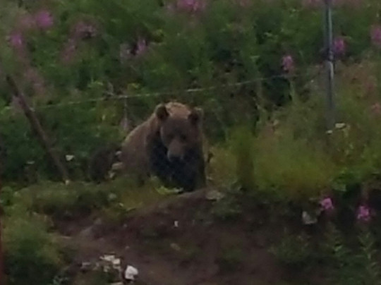 Kodiak Combos-Old Harbor必去景点