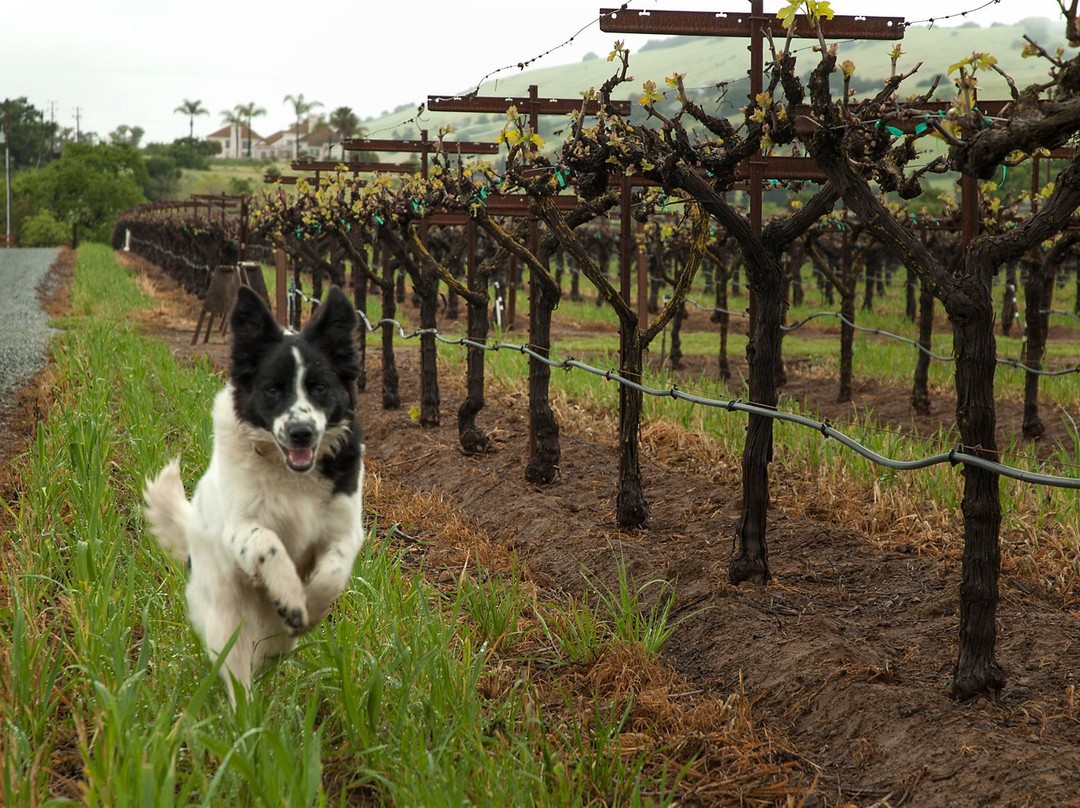 Blended, a Winemaker's Studio-吉尔罗伊必去景点