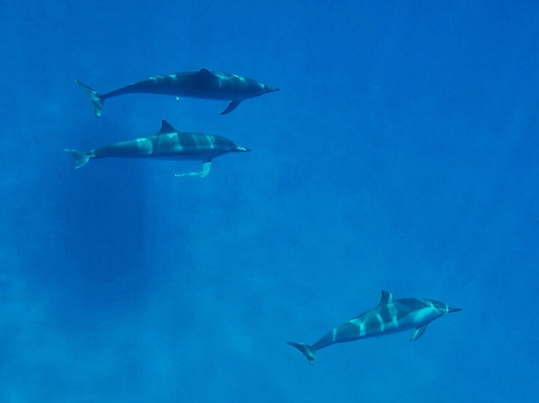 海豚潜水之旅景点图片