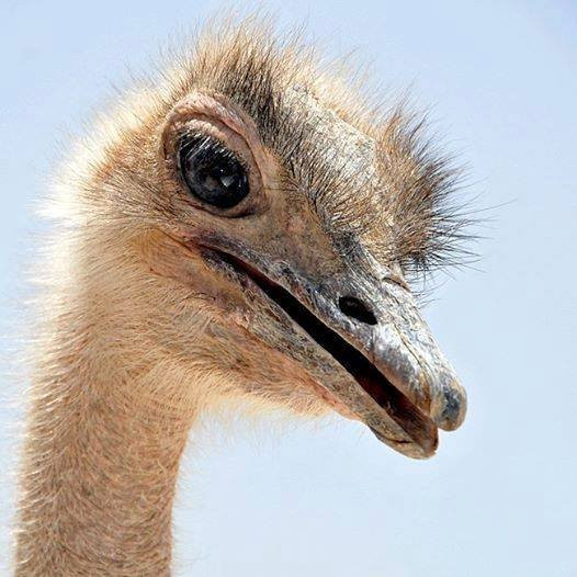 Negev Zoo-贝尔谢巴必去景点