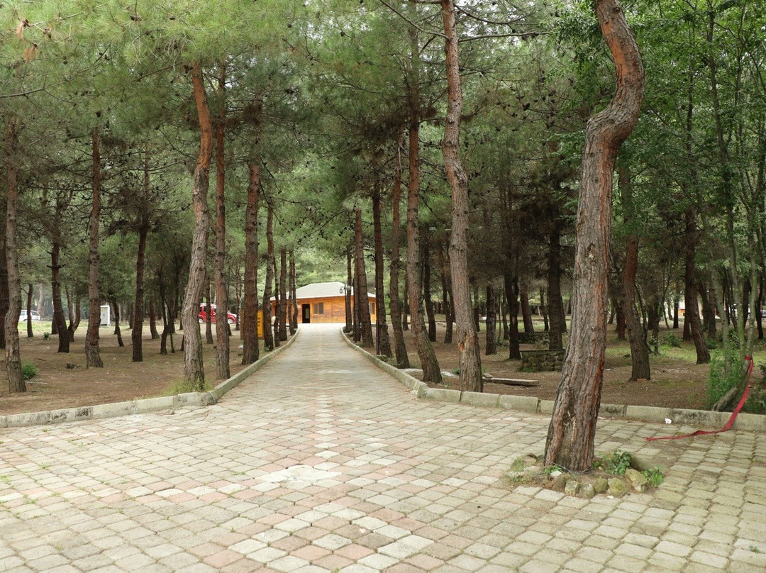 Bayrak Tepe Tabiat Parki-萨姆森必去景点