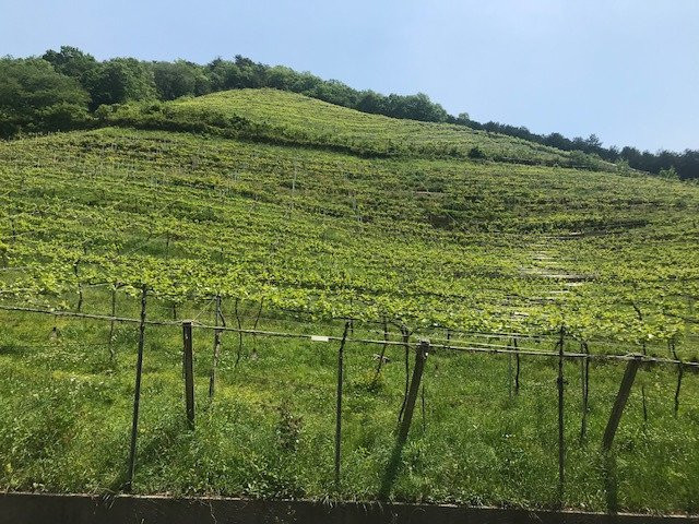 COCO FARM & WINERY-足利市必去景点
