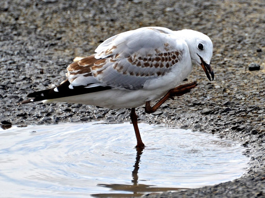 Cape Reinga Adventures Day Tours-雷因格海角必去景点