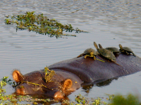 Durban Tours and Safaris-德班必去景点