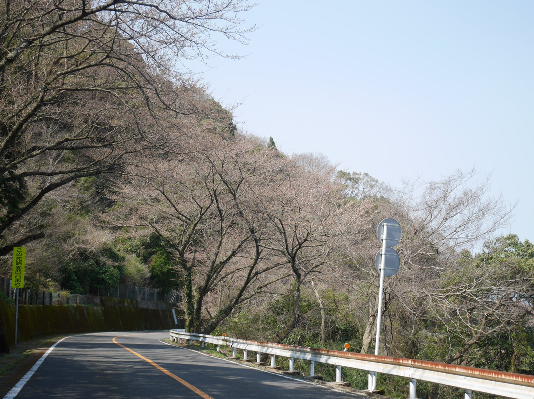 Cherry Trees in Kagamiyama-唐津市必去景点