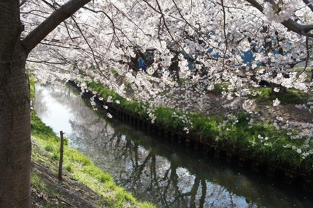 Ebi River-船桥市必去景点