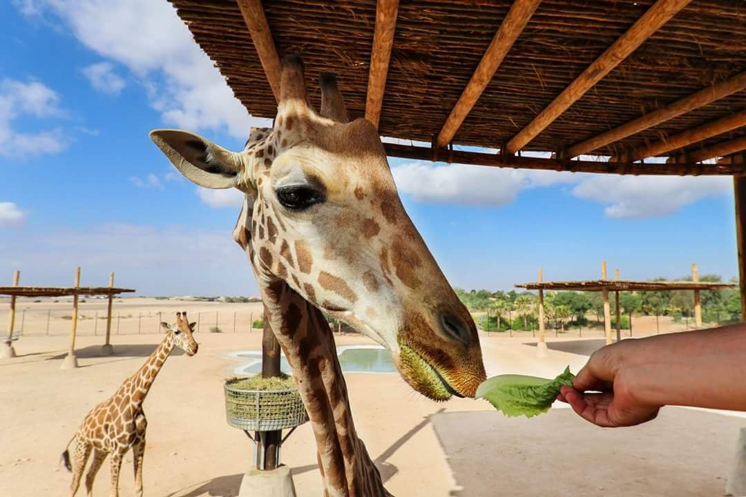Al Ain Zoo景点图片