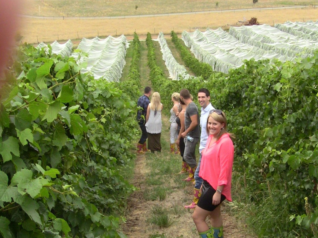 Mount Majura Vineyard景点图片