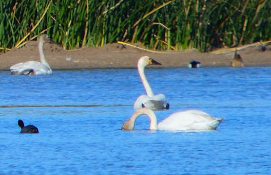 Bluewater Jet Boat Tours-哈瓦苏湖城必去景点