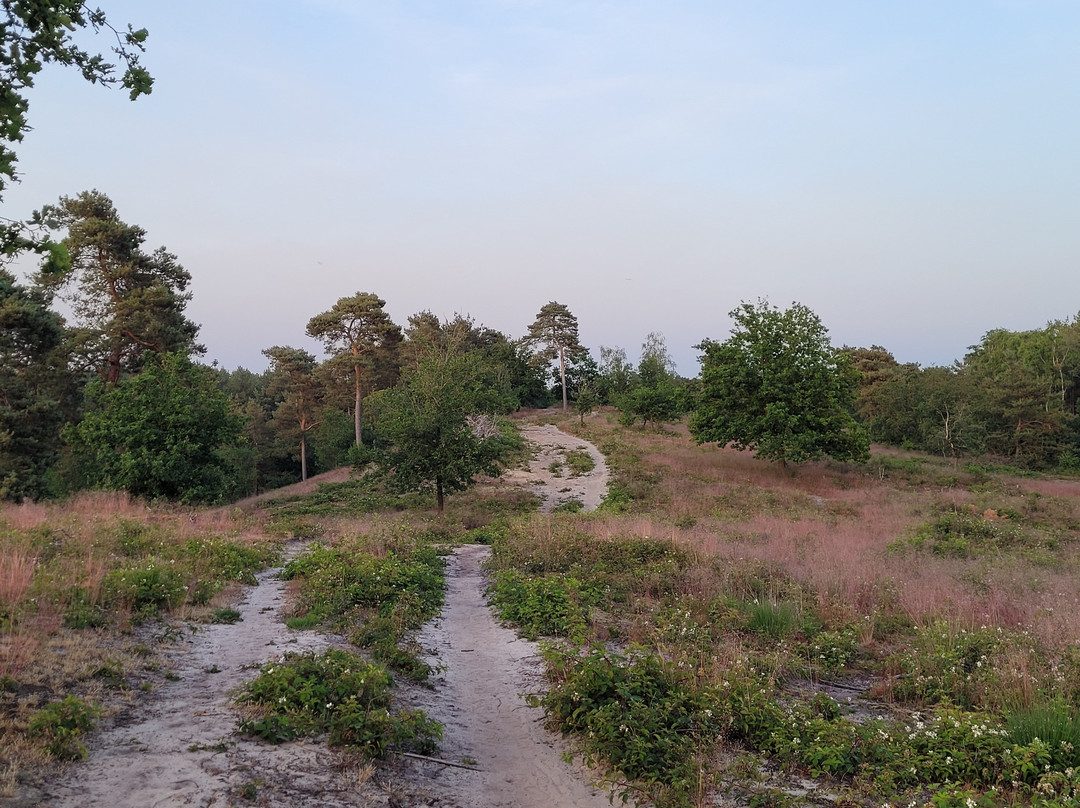 De Cokse Heide