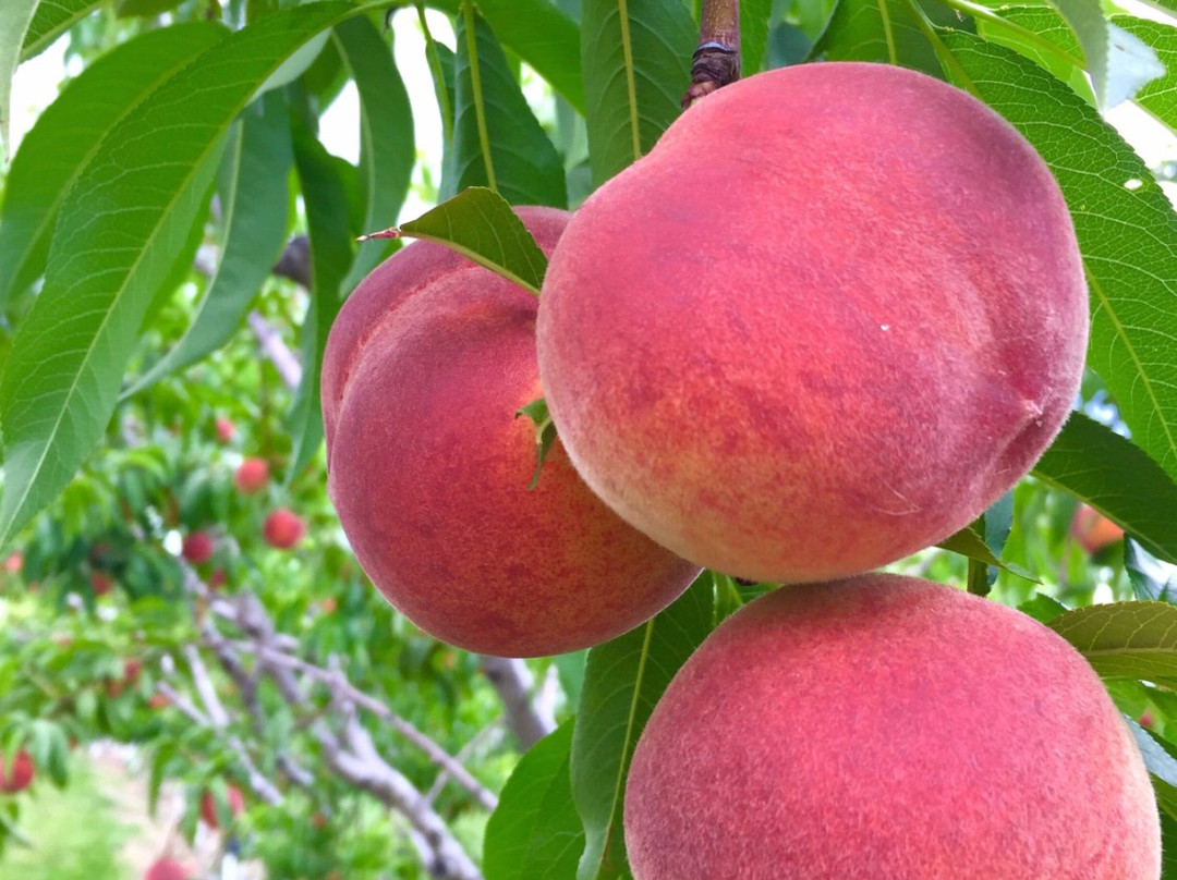 Dawson's Orchards, Inc.-Enon Valley必去景点