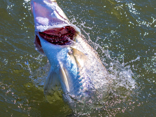 Northbound Charters-库努纳拉必去景点