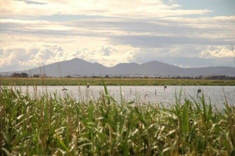 Lake Borrie Wetlands-Little River必去景点