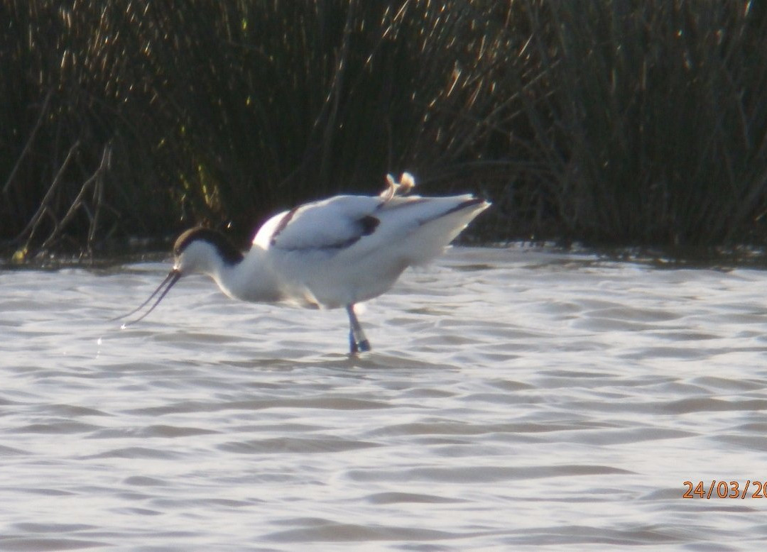 Doxey Marshes Nature Reserve景点图片