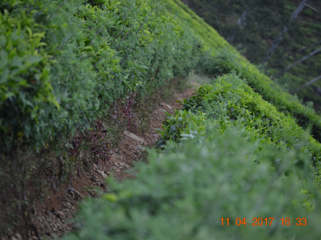 St Anthony's Church-班达拉维拉必去景点