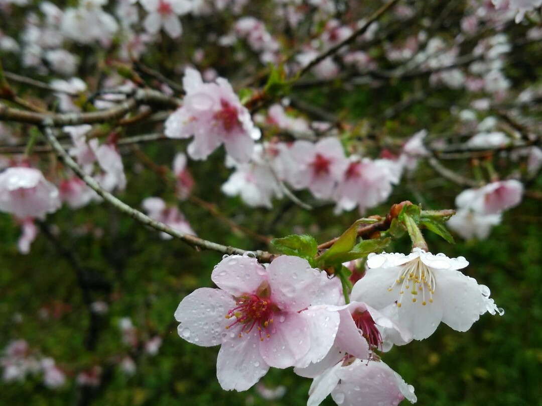 Tama Forest Science Garden-八王子市必去景点