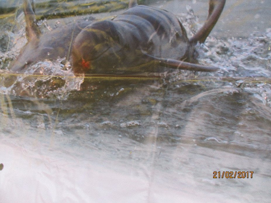 Kampi-Kratie必去景点