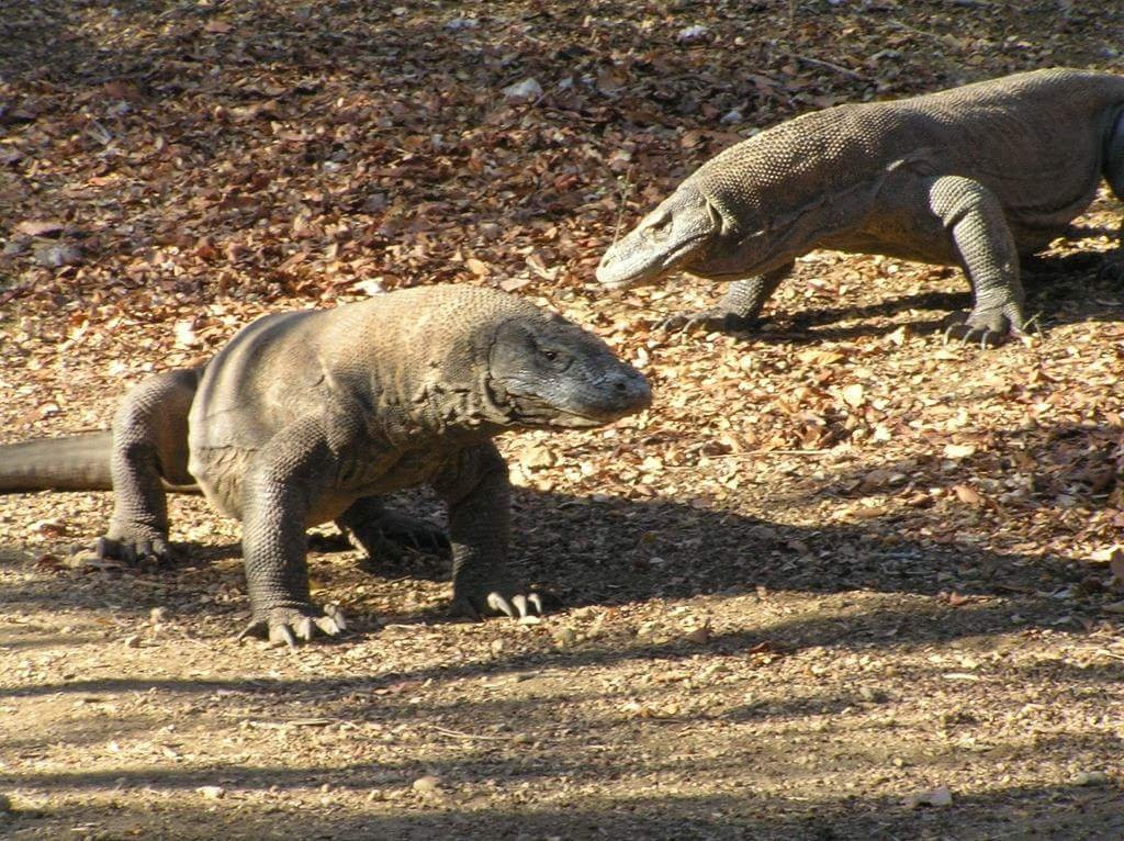Exotic Komodo Tours景点图片