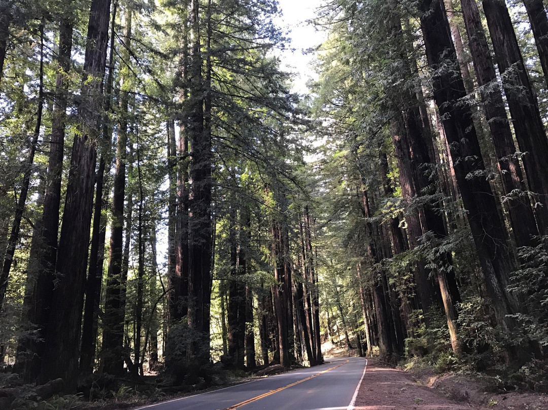 Navarro River Redwoods State Park景点图片