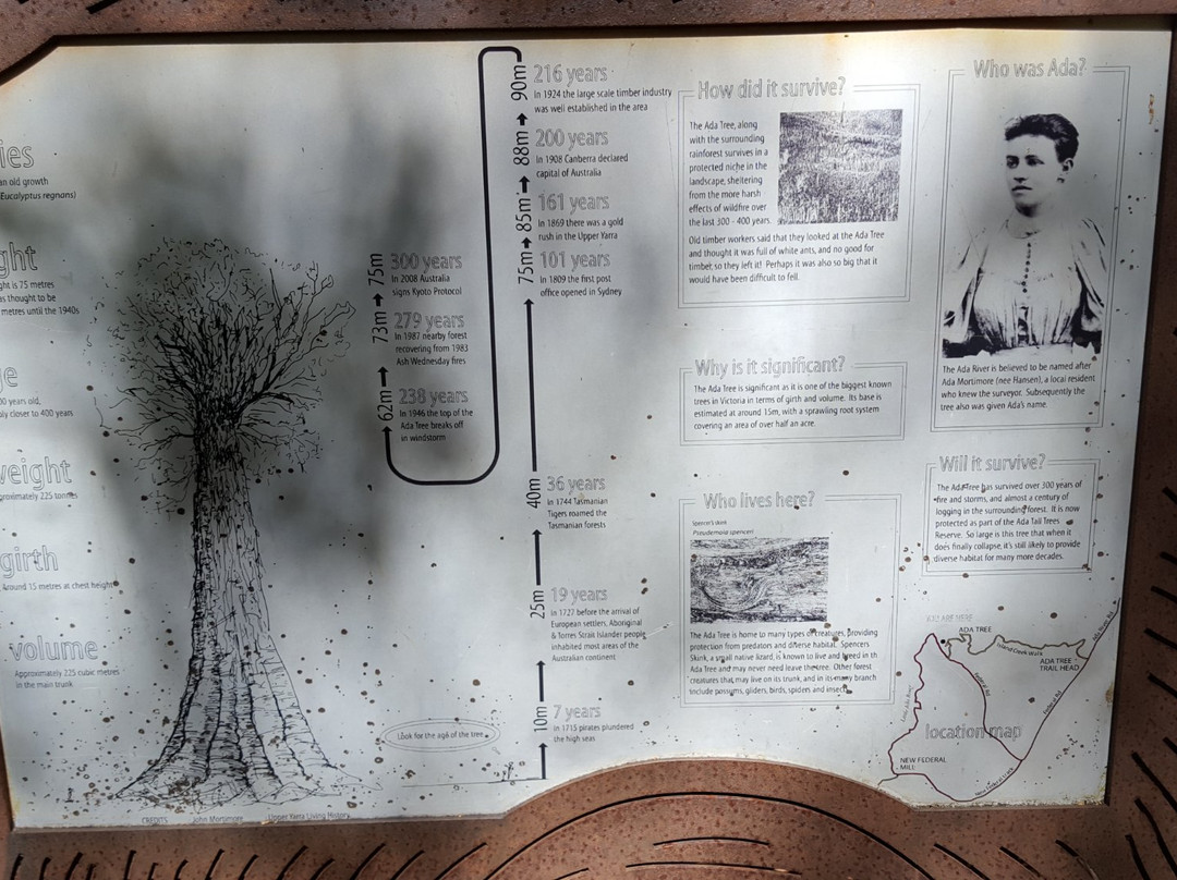 Ada Tree-Noojee必去景点