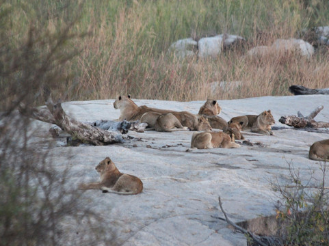 Safari's Direct-克鲁格国家公园必去景点