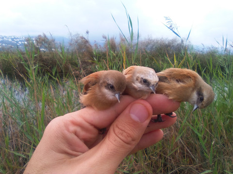Birdwatching Spain-Grau de Gandia必去景点