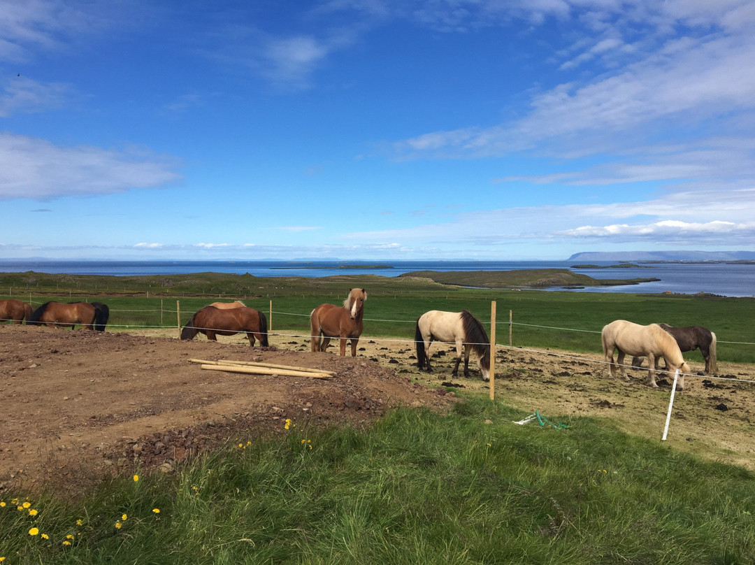 Bjarnarhofn旅游攻略图片