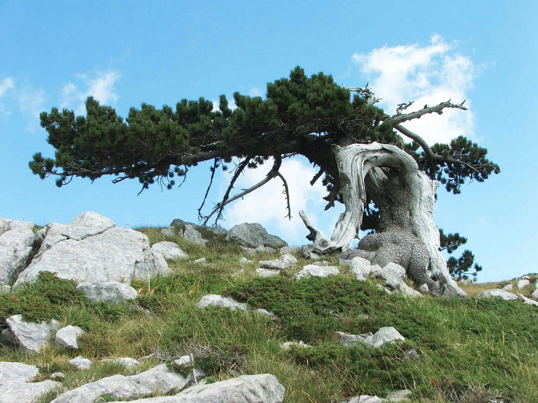 Cozzo del Pellegrino景点图片