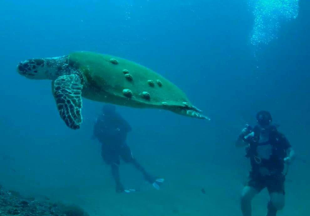 Bubbles - Club For Divers-朱拜勒必去景点