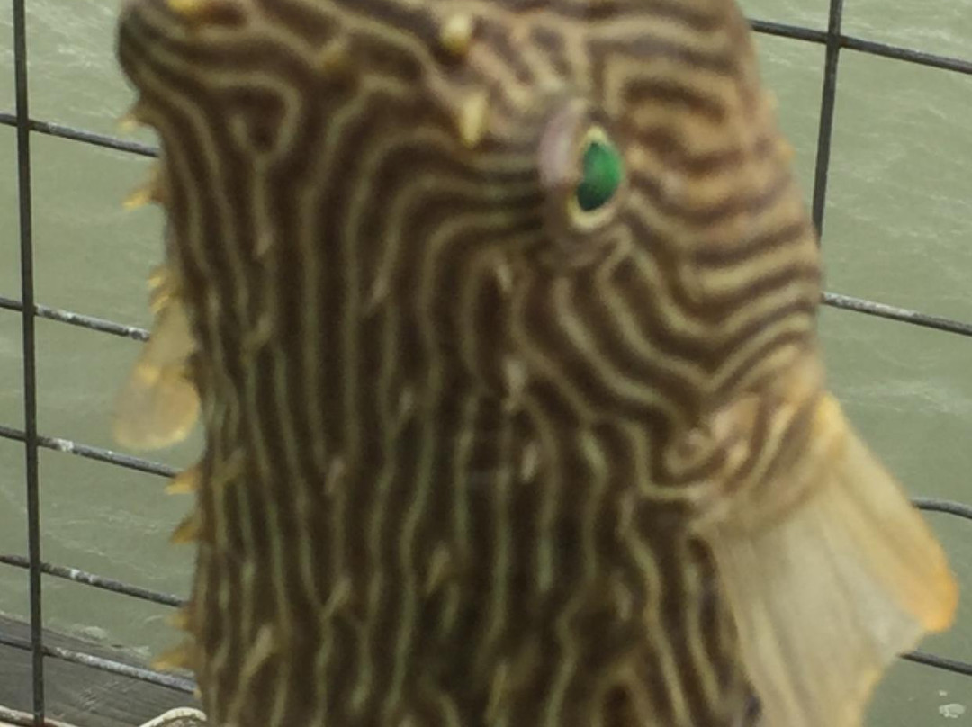 Indianola Fishing Marina-Port Lavaca必去景点