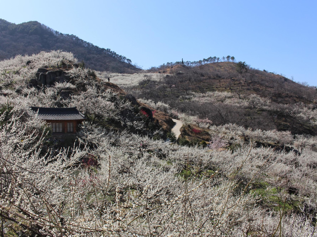 Gwangyang Maehwa Village-光阳市必去景点