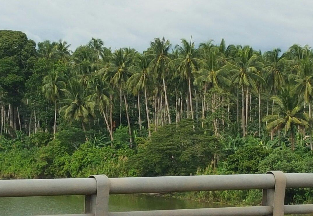 Agusan River景点图片
