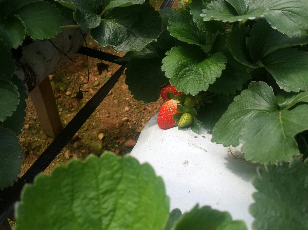 YZ Strawberry Farm-丹那拉塔必去景点
