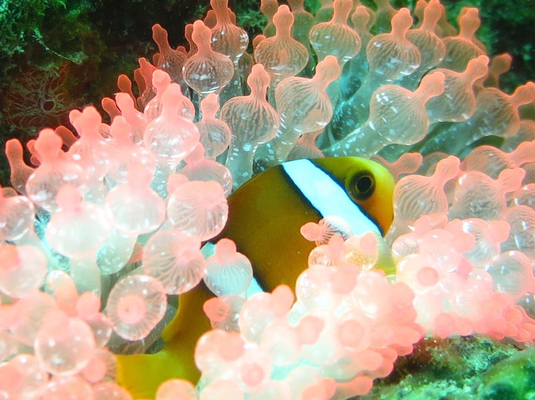 Ypsylon Diving-尼拉瓦利必去景点