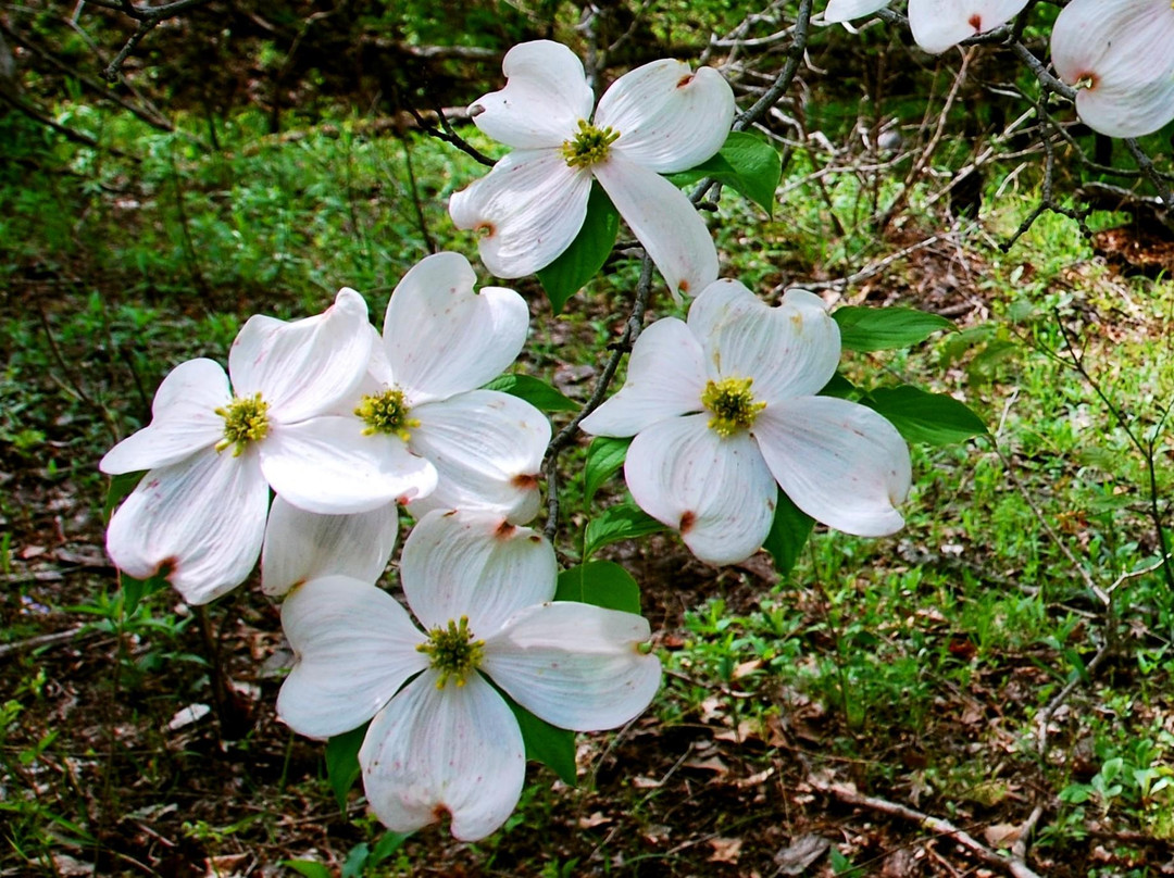 Shoal Creek Conservation Area-Litchfield必去景点