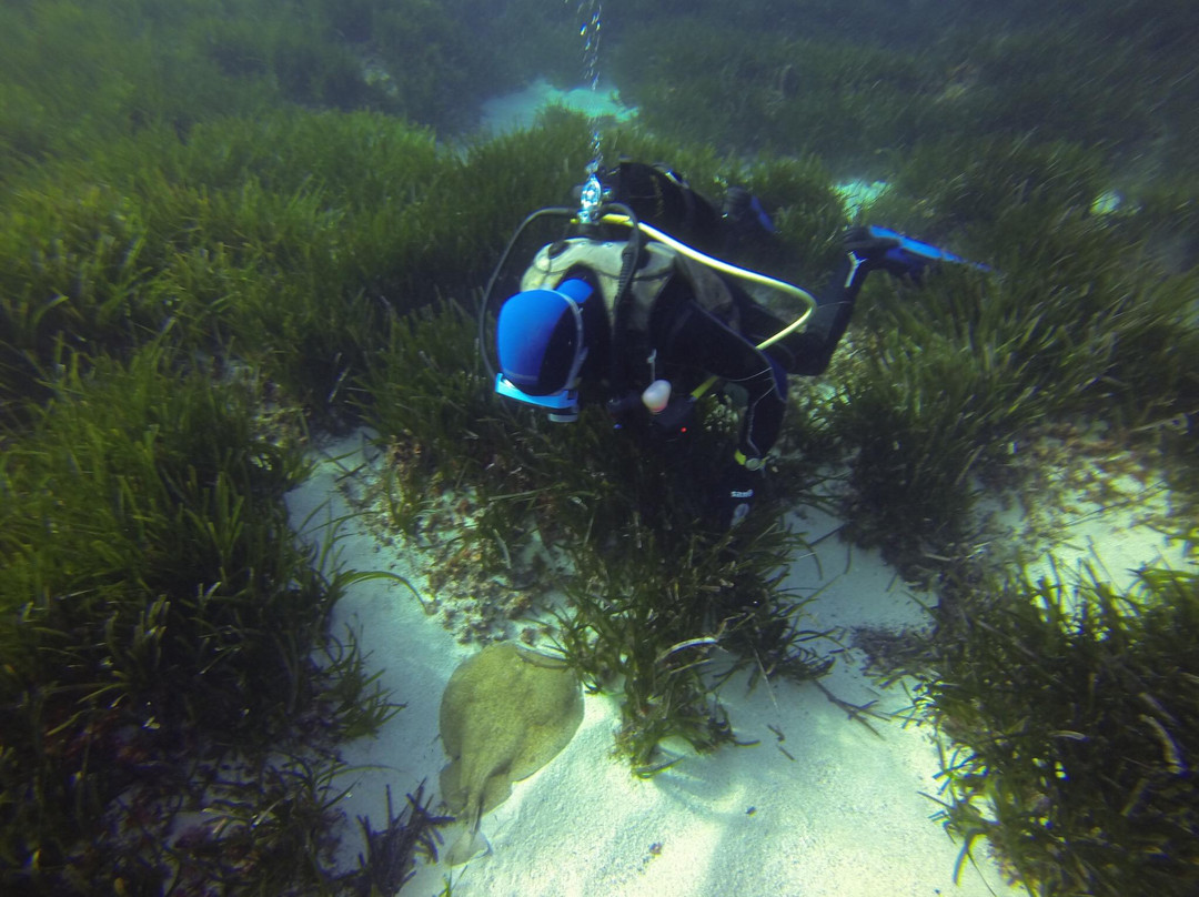 Sea Horse Scuba Diving Centre景点图片