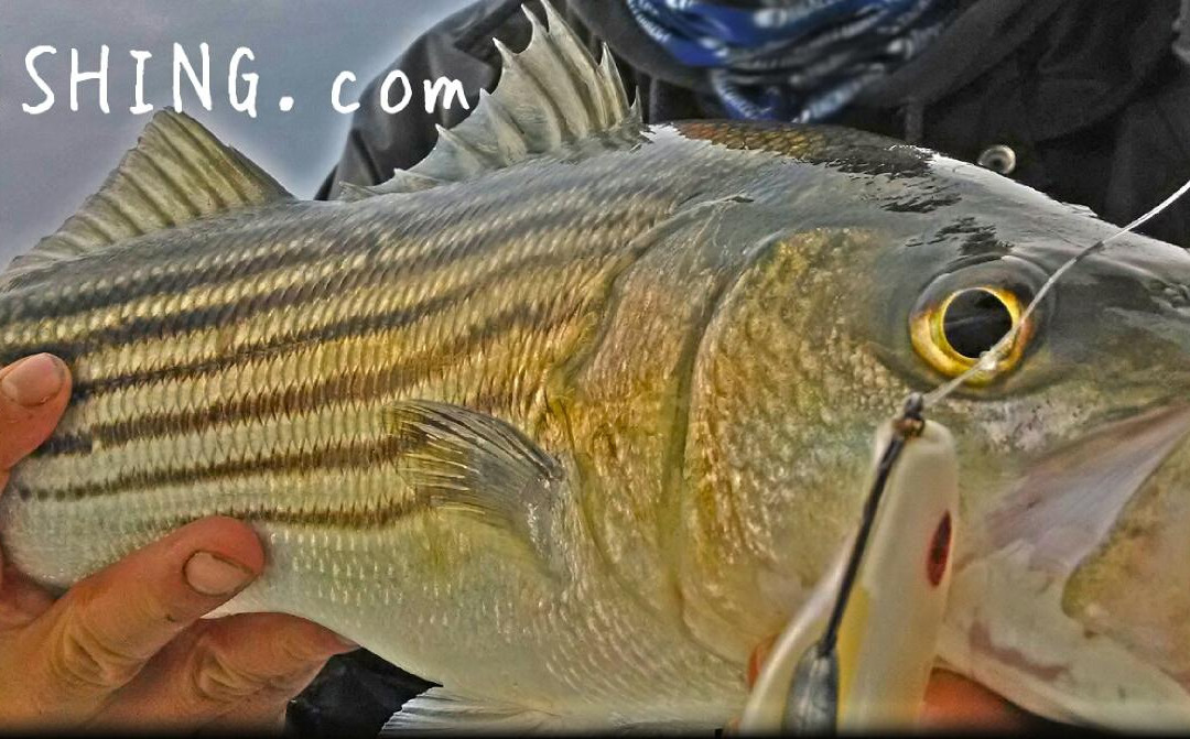 Badfish Fishing Charters-Somers Point必去景点