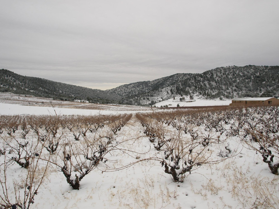 Bodega Monastrell-Bullas必去景点