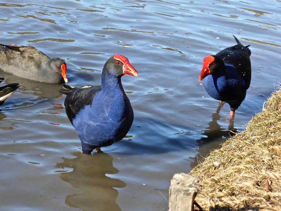 Pacific Pines Central Park-Pacific Pines必去景点