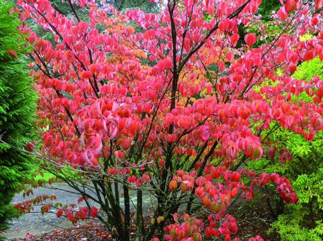 Arboretum Cimetière Parc景点图片