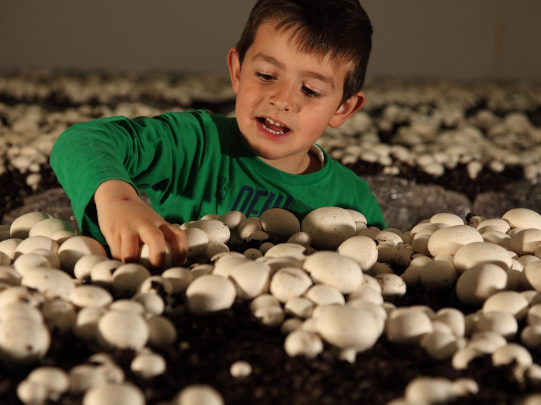 Fungiturismo-Pradejon必去景点