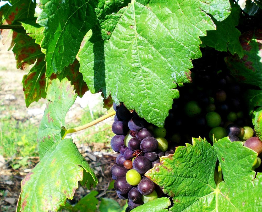 Grape Escapes Provence景点图片