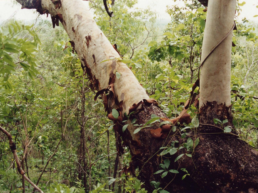 Holmes Jungle Nature Park-达尔文市必去景点