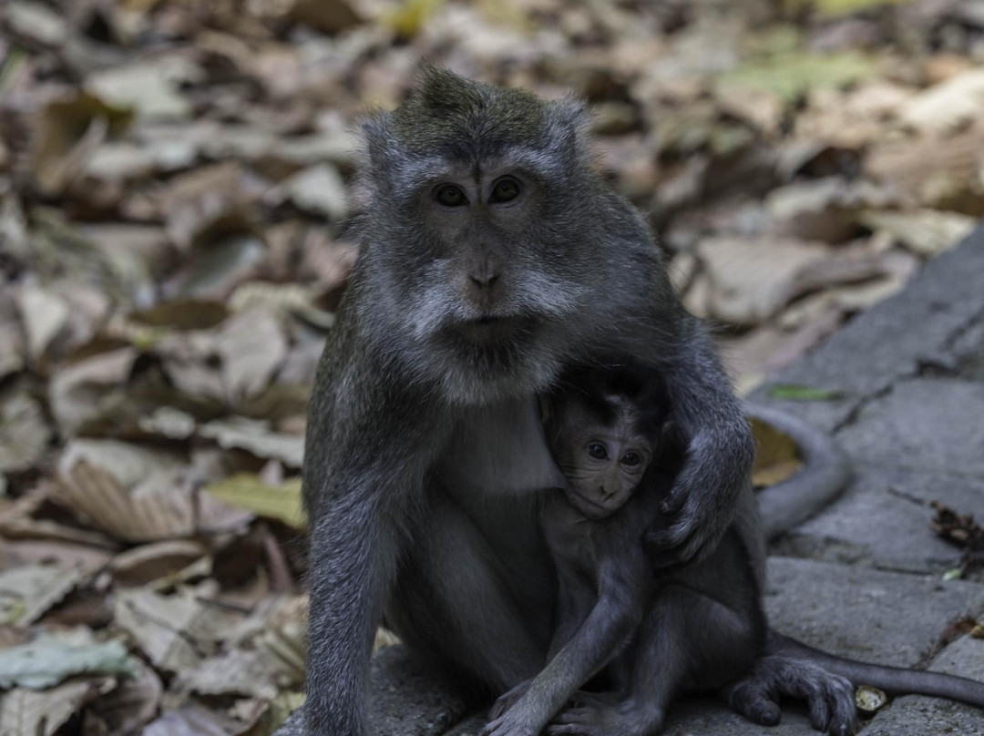 Sangeh Monkey Forest-Sangeh必去景点