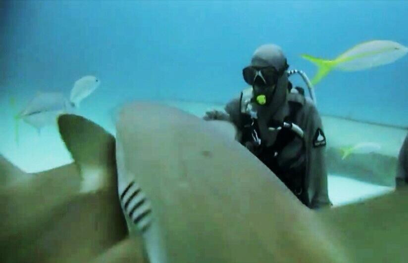 Shark Alley-大巴哈马岛必去景点