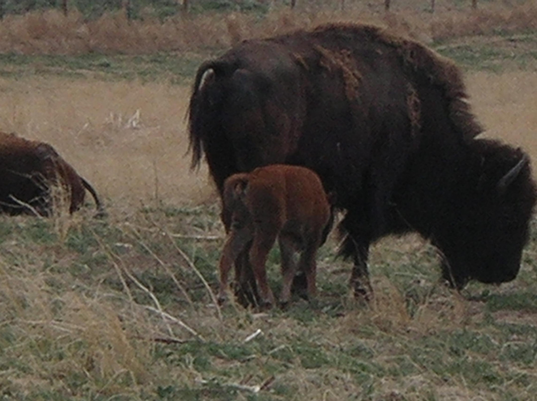 Sandsage Bison Range-Garden City必去景点