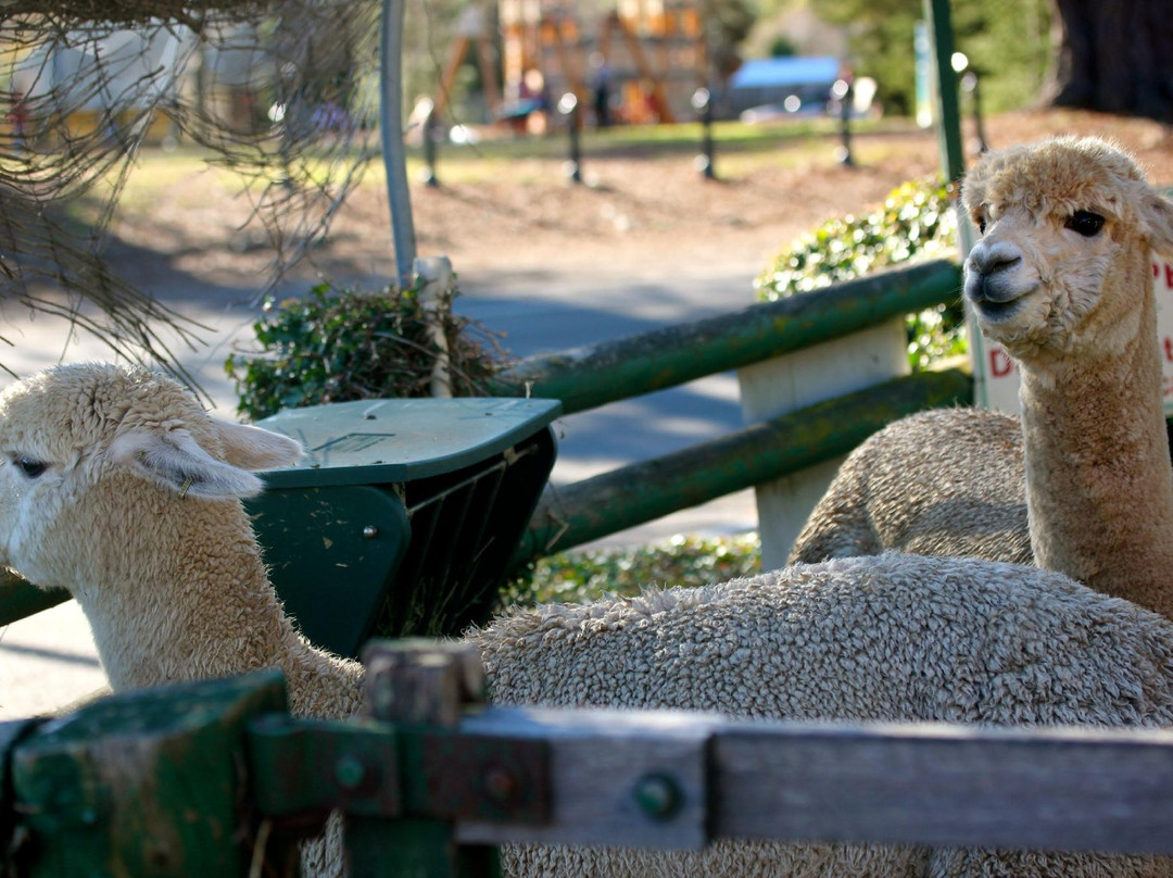 Australian Alpaca Centre-Berrima必去景点