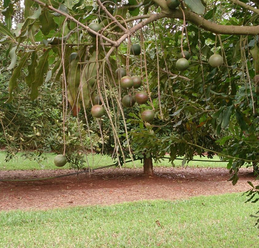 Food Trail Tours-凯恩斯必去景点