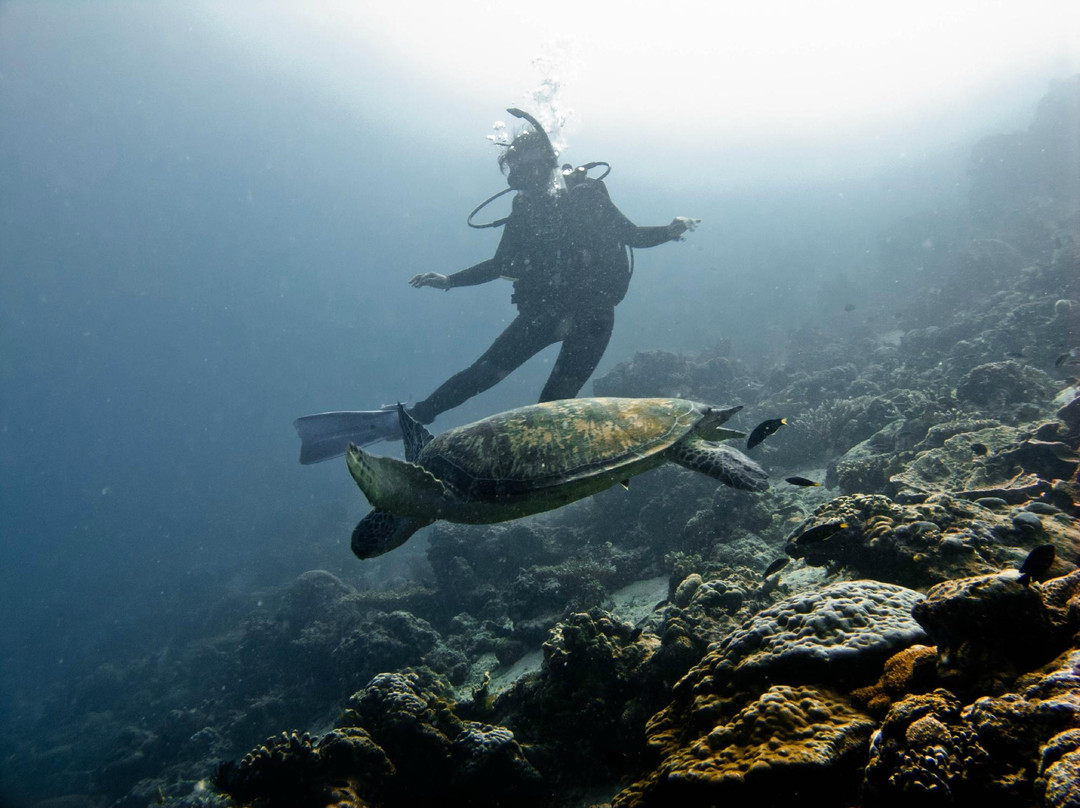 婆罗州快捷潜水-仙本那必去景点